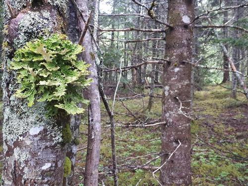 Lot 15 Walkerville Rd.,, Walkerville, NS 