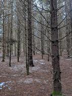 Lot Highway 2  Aroostook, NB E7H 1B4