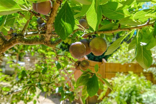 1252 Isabella Point Rd, Salt Spring, BC 