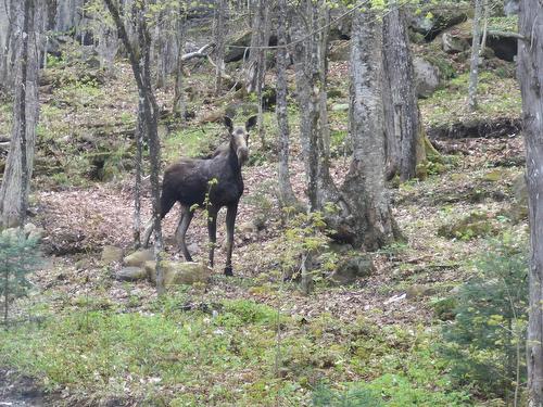 Autre - 1377 Ch. Gémont, Saint-Adolphe-D'Howard, QC - Outdoor With View