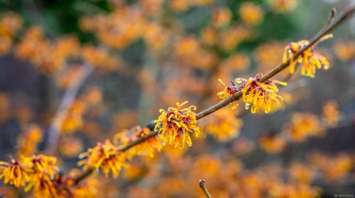 3767 Maple Lane, Royston, BC 