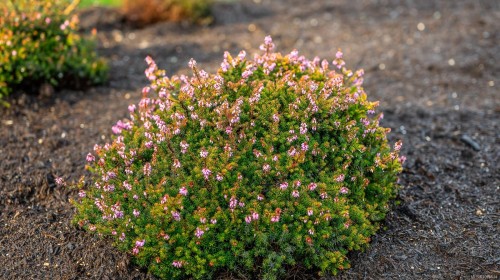 3767 Maple Lane, Royston, BC 