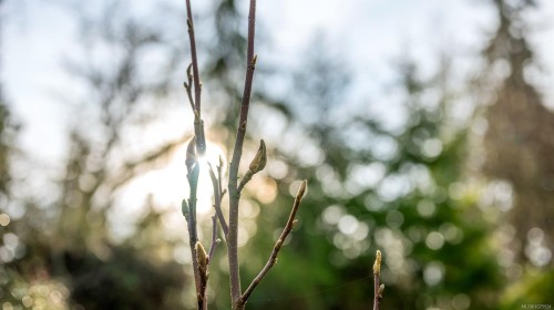 3767 Maple Lane, Royston, BC 