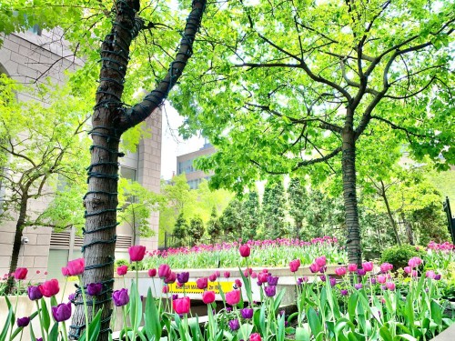 Jardin - 19F-1200 Boul. De Maisonneuve O., Montréal (Ville-Marie), QC - Outdoor