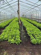 110 AILEEN AVENUE  King, ON L3Y 4V9