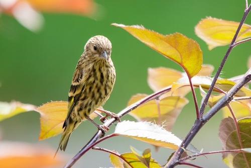 1270 Fox Tree Road, Lister, BC - Other