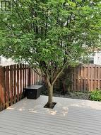 Backyard photo-Summer - 