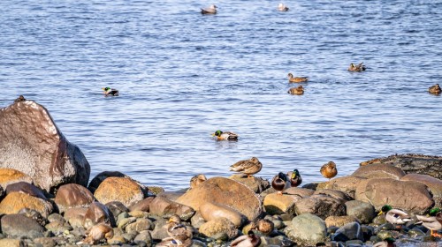 1426 Wilkinson Rd, Comox, BC 