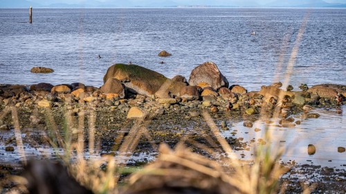 1426 Wilkinson Rd, Comox, BC 