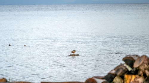 1426 Wilkinson Rd, Comox, BC 