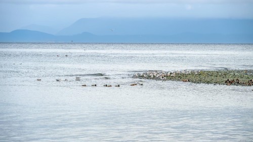 1426 Wilkinson Rd, Comox, BC 