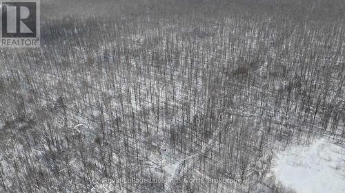 Beautiful hardwood bush. - Lot 22 Sideroad 22, Meaford, ON 