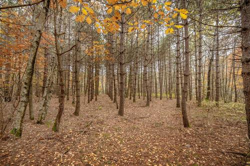 Wooded area - 1389 Ch. Dymond, Dunham, QC 