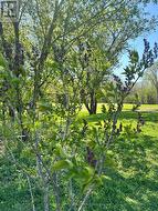 Open spaces surrounded by trees - 