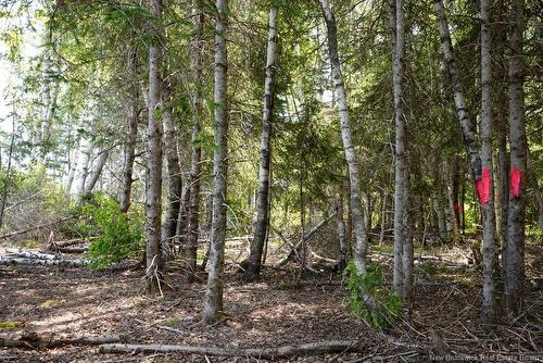 620 Spring Brook Rd, South Branch, NB 