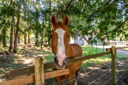 2468 Endall Rd  Black Creek, BC V0R 1C0