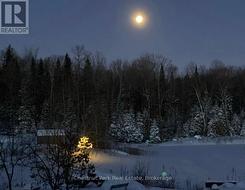 Moonlit Evenings - 