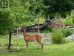 Visiting Wildlife Literally at Your Doorstep. - 
