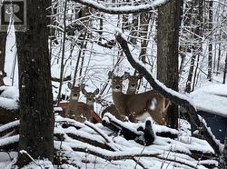 with More Wildlife Viewing Opportunities. - 