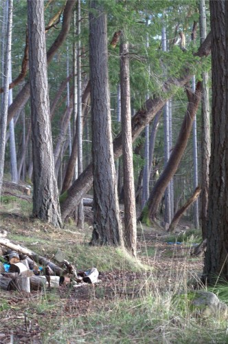 171 Mcgill Rd, Salt Spring, BC 