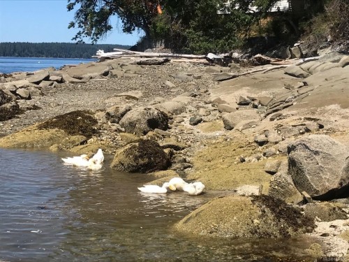 171 Mcgill Rd, Salt Spring, BC 