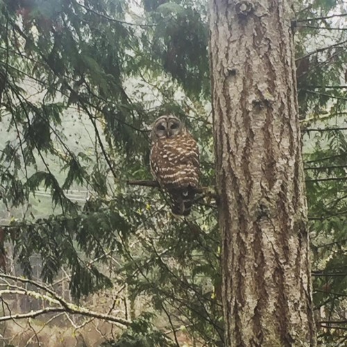 171 Mcgill Rd, Salt Spring, BC 