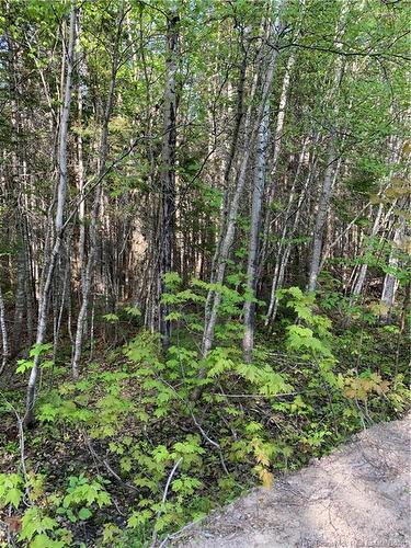 - David Rd, Galloway, NB 