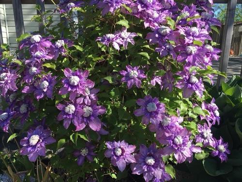 11 Maplewood Drive, Halifax, NS 