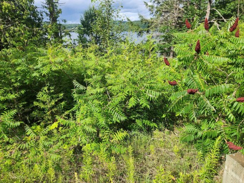 Terre/Terrain - Route 315, Mulgrave-Et-Derry, QC 