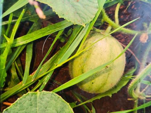 651 Higgins Road, St. Gilbert, PE 