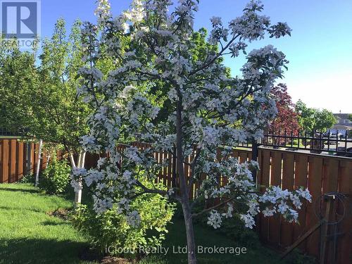 6539 Tripoli Terrace, Mississauga, ON - Outdoor