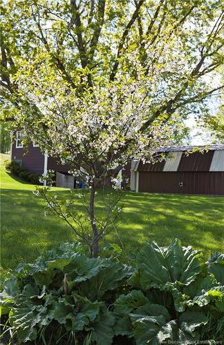 427 165 Rte, Riceville, NB 