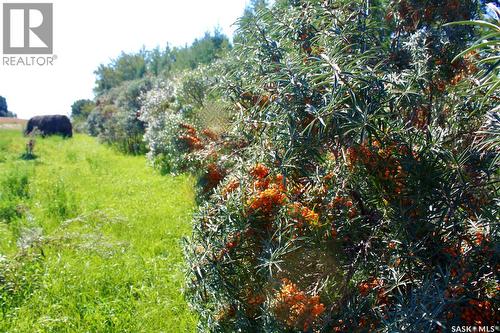 Warkentin Acreage, Blucher Rm No. 343, SK 