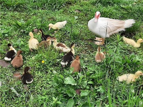 5356 Route 114, Hopewell Hill, NB 