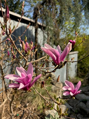 2613 Dunsmuir Ave, Cumberland, BC 