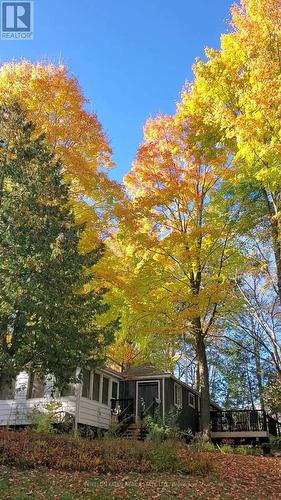 Beautiful maple trees - 168 Lakebreeze Road, Kawartha Lakes (Fenelon), ON - Outdoor