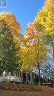 Beautiful maple trees - 