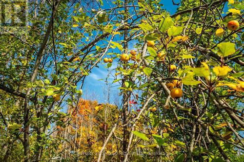 apple trees - 15618 Dixon Road, South Stormont, ON 