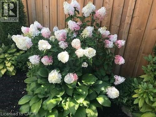 8 Elmore Drive, Hamilton, ON - 