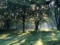 Misty mornings - 