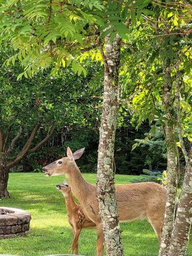 310 Route 102, Burton, NB 