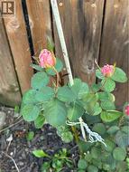 some of the Pink roses in garden - 