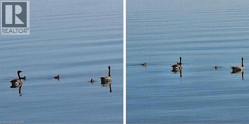 Water view of loons and birds plus other wildlife - 17 Maple Lane, Rainham, ON - Outdoor With Body Of Water