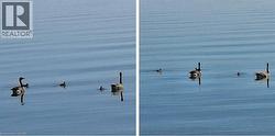 Water view of loons and birds plus other wildlife - 