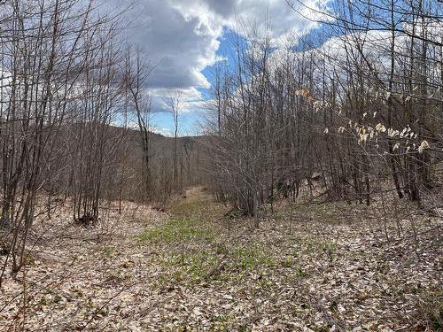 Wooded area - 72 Ch. De La Montagne, Saint-Sixte, QC 