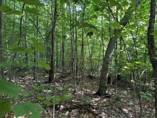 Wooded area - 56 Ch. De La Montagne, Saint-Sixte, QC 
