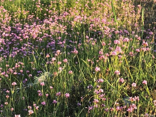 1390 Kurtis Cres, Nanaimo, BC 