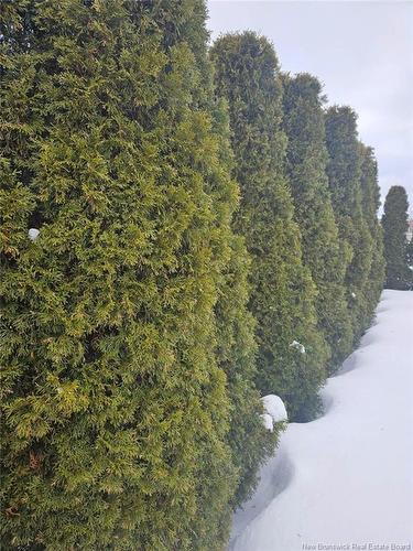 185 Callowhill, Riverview, NB 