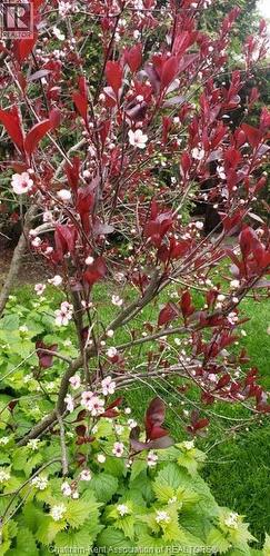 66 Delaware Avenue, Chatham, ON - Outdoor