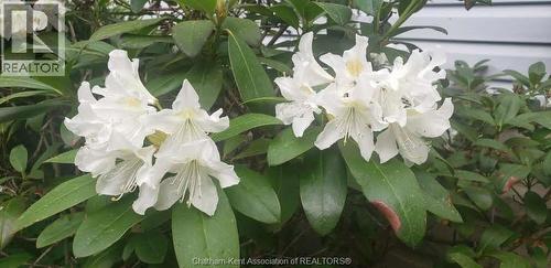 66 Delaware Avenue, Chatham, ON - 